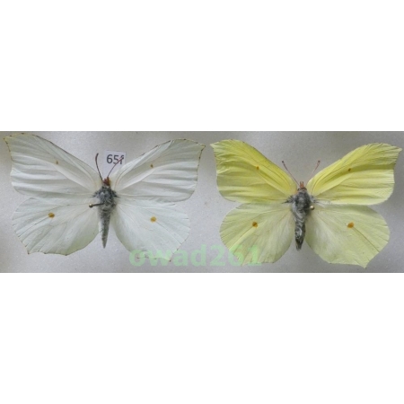 Gonepteryx rhamni (Linnaeus, 1758) pair Poland65f